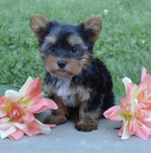 Affectionate Teacup Yorkie Puppies For New Homes