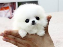 Amazingly stunning Teacup Pomeranian Puppies Available For New Homes