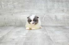 Amazingly stunning Teacup Pomeranian Puppies Available For New Homes