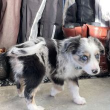 AUSTRALIAN SHEPHERD PUPPIES AVAILABLE FOR FREE ADOPTION