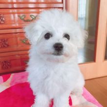 Awesome Bichon frise puppies given freely for adoption