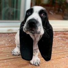 Basset Hound Puppies Ready For Their New Home