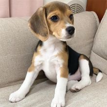 Beagle Puppies For Re-homing