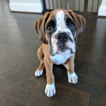 BOXER PUPPIES ARE READY TO GO TO THEIR NEW HOMES