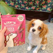 Cavalier King Charles Puppies Available For Free Adoption