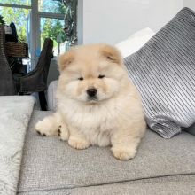 CHOW CHOW PUPPIES FOR FREE ADOPTION
