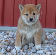 Cute Shiba Inu Puppies Seeking A New And Forever Home.