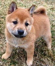 Cute Shiba Inu Puppies Seeking A New And Forever Homes. 87uyhijo