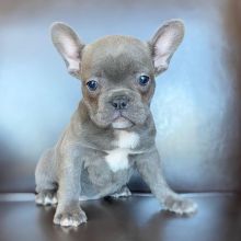 French Bulldog Puppies Ready For Their New Home