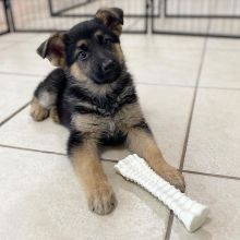 GERMAN SHEPHERD PUPPIES FOR FREE ADOPTION