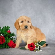 GOLDEN DOODLE PUPPIES AVAILABLE FOR ADOPTION