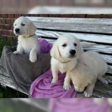 Golden retrever puppies for re-homing