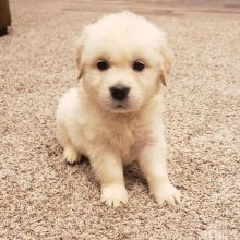 Golden Retrievers Puppies For Adoption