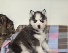 Gorgeous Siberian Husky Puppies Available For New Homes