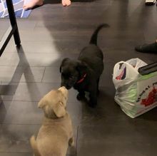 Labrador puppies ready for adoption