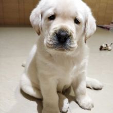 Lovely Labrador Puppies For Adoption