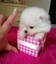 Pomeranian puppies for adoption in a new home