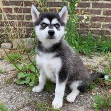 Pomsky Puppies Looking For Their Forever Home