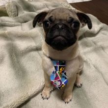 Pug Puppies For Free Adoption