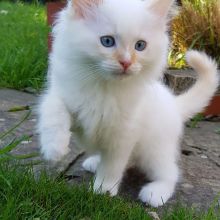 Ragdoll kitten for adoption