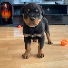 Rottweiler Puppies Ready For A New Home