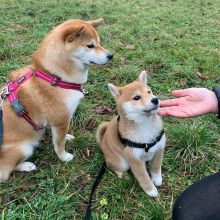 SHIBA INU PUPPIES AVAILABLE FOR FREE ADOPTION