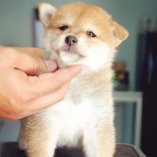 Shiba inu puppies for adoption