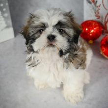 Shih Tzu Puppies Male And Female Puppies For Adoption