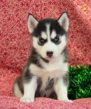 Sweet Siberian Husky Puppies Available For New Homes