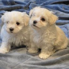 Two Maltese Puppies Needs a New Family