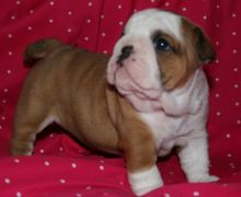 Well Trained English Bulldog Puppies Seeking New Families