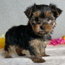 YORKIE PUPPIES READY TO GO