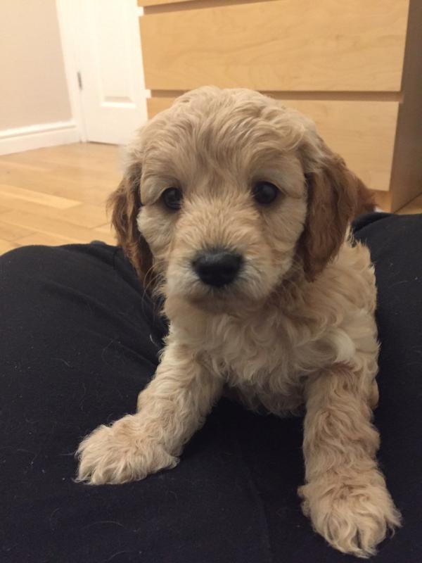 12 weeks old Cavapoo puppies for sale karenjason915@gmail.com Image eClassifieds4u