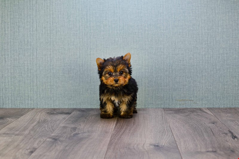 Affectionate Teacup Yorkie Puppies For New Homes Image eClassifieds4u
