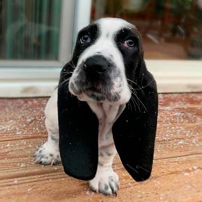Basset Hound Puppies Ready For Their New Home Image eClassifieds4u