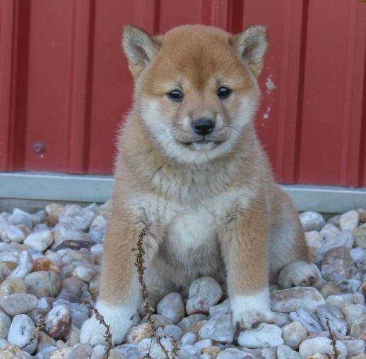 Cute Shiba Inu Puppies Seeking A New And Forever Home. Image eClassifieds4u