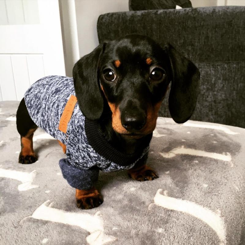 Dachshund Puppies For Adoption Image eClassifieds4u