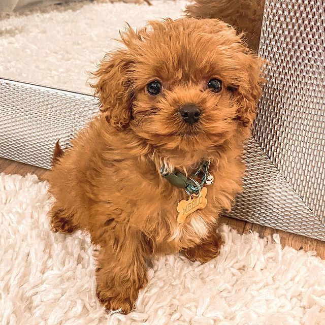 ERPOO PUPPIES READY FOR ADOPTION Image eClassifieds4u