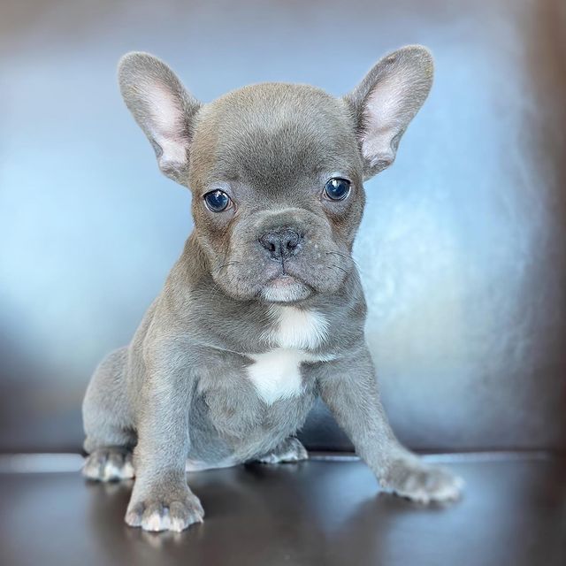 French Bulldog Puppies Ready For Their New Home Image eClassifieds4u