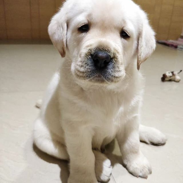 Lovely Labrador Puppies For Adoption Image eClassifieds4u