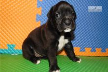 Adorable Boxer puppies for adoption Image eClassifieds4U