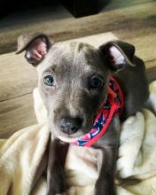 beautifull Blue nose pitbull puppies ready for a new home Image eClassifieds4U