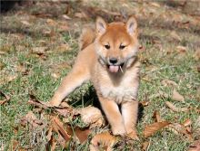 Cute Shiba Inu Puppies Seeking A New And Forever Home. Image eClassifieds4U