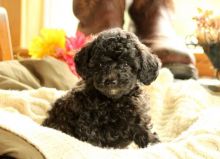 FANTASTIC TOY POODLE PUPPIES AVAILABLE FOR NEW HOMES Image eClassifieds4U