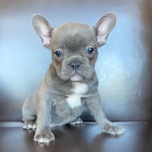 French Bulldog Puppies Ready For Their New Home Image eClassifieds4U