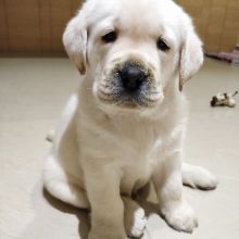 Lovely Labrador Puppies For Adoption Image eClassifieds4U