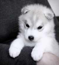 🧡Siberian husky puppies available for adoption💚 Image eClassifieds4u 1