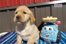 stunning golden retriever puppies ready Image eClassifieds4U