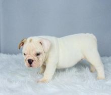 Well Trained English Bulldog Puppies Seeking New Families Image eClassifieds4U