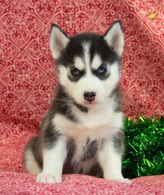 Sweet Siberian Husky Puppies Available For New Homes Image eClassifieds4u